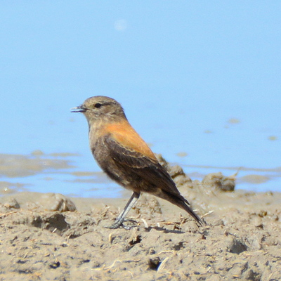 Red-Backed Sierra Finch 